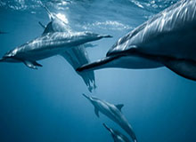 探索无限精彩——九游平台让游戏生活更精彩